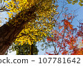黃葉、紅葉和天空 107781642