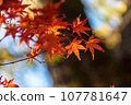 秋天的樹葉和背景散景 107781647