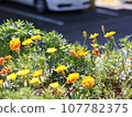 Marigolds blooming on the side of the road 107782375