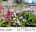 Red pentas flowers 107782378