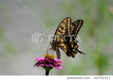 Smoked flower honey 107782411