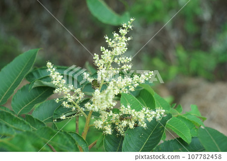 Rhus chinensis flower Rhus chinensis flower 107782458