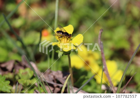 A group of hoverflies visiting a yellow strawberry flower A group of hoverflies visiting a yellow strawberry flower 107782557
