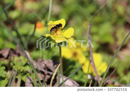 A group of hoverflies visiting a yellow strawberry flower A group of hoverflies visiting a yellow strawberry flower 107782558