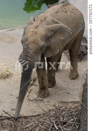 African elephant walk 107782571