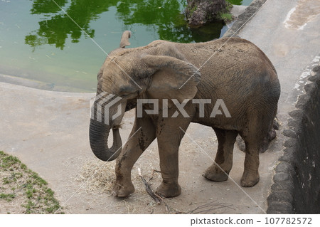 African elephant walk 107782572