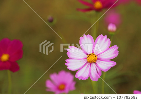 Cosmos at Hokiji Temple [Ikaruga Town, Nara Prefecture] 107782682