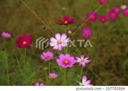 Cosmos at Hokiji Temple [Ikaruga Town, Nara Prefecture] 107782684