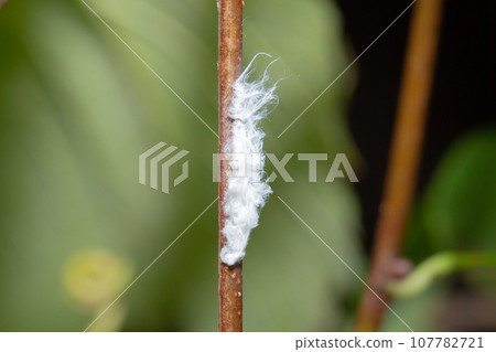 中國羊肚菌的卵（與羊肚菌類似的外來物種） 107782721