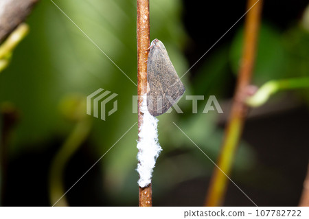 Chinese morel (an alien species similar to the morel) Chinese morel (an alien species similar to the morel) 107782722