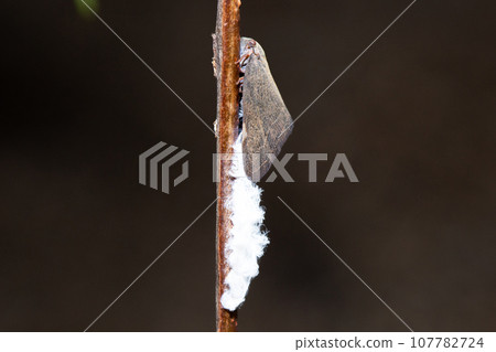 Chinese morel (an alien species similar to the morel) Chinese morel (an alien species similar to the morel) 107782724