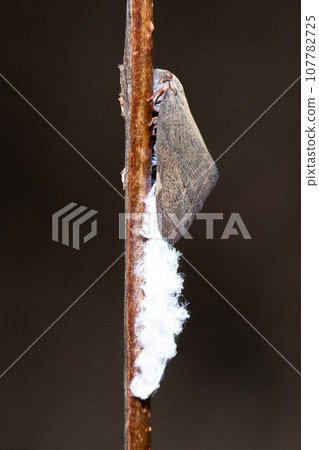 Chinese morel (an alien species similar to the morel) Chinese morel (an alien species similar to the morel) 107782725