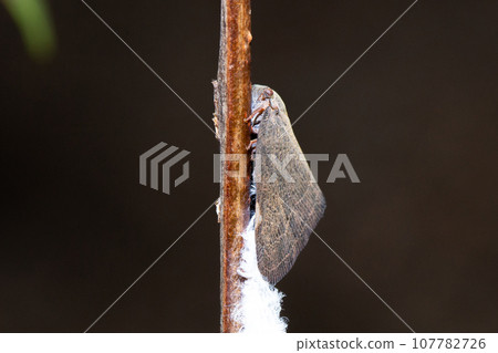 中國羊肚菌（與羊肚菌類似的外來物種） 107782726