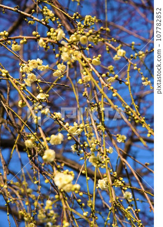 Plum blossoms telling the spring 107782852