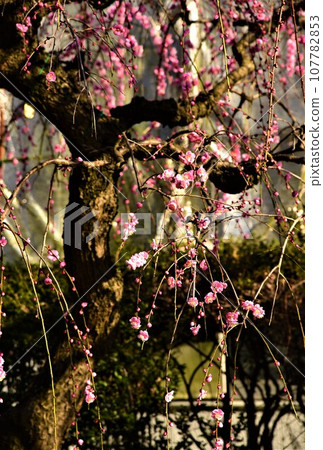 Landscape with plum blossoms 107782853