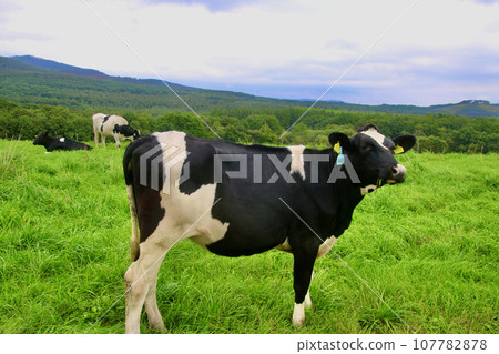 Naitai Kogen Ranch/Grazing cattle (Shintoku-cho, Kamikawa-gun, Hokkaido) 107782878