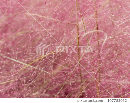 Close-up of Muhlenbergia capillaris Close-up of Muhlenbergia capillaris 107783052