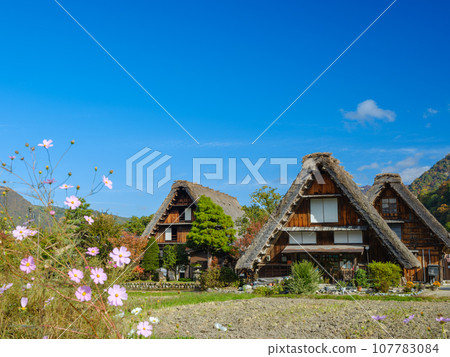 Gifu_Shirakawago Gassho-zukuri and autumn leaves scenery 107783084