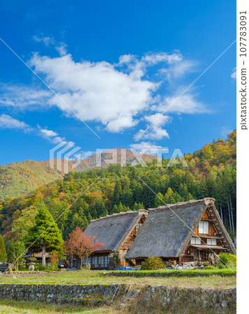 Gifu_Shirakawago Gassho-zukuri and autumn leaves scenery 107783091
