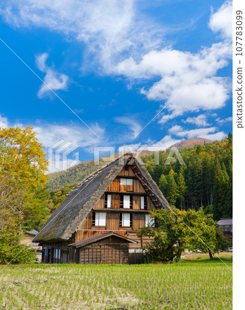 Gifu_Shirakawago Gassho-zukuri and autumn leaves scenery 107783099