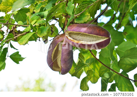 Akebia fruit with open mouth (autumn, October) Akebia fruit with open mouth (autumn, October) 107783101