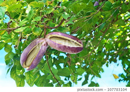 Akebia fruit with open mouth (autumn, October) Akebia fruit with open mouth (autumn, October) 107783104
