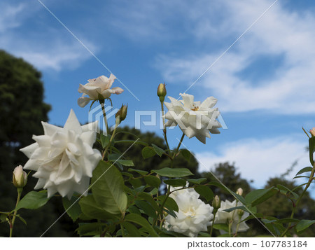 Blue sky and pure white rose "Iceberg" Blue sky and pure white rose "Iceberg" 107783184