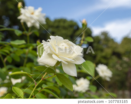 Blue sky and pure white rose "Iceberg" Blue sky and pure white rose "Iceberg" 107783185