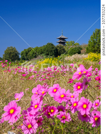 Okayama_Scenery of Bicchu branch temple with cosmos blooming 107783224