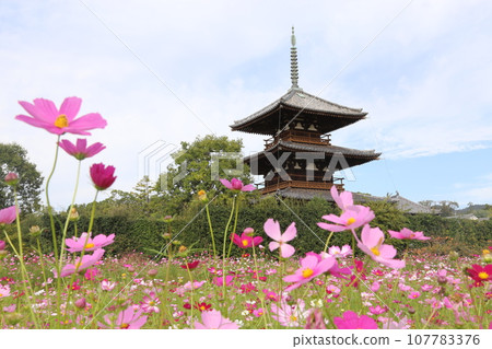 法吉祥寺的三層寶塔(國寶)和大波斯菊田【奈良縣斑鳩町】 法吉祥寺的三層寶塔(國寶)和大波斯菊田【奈良縣斑鳩町】 107783376