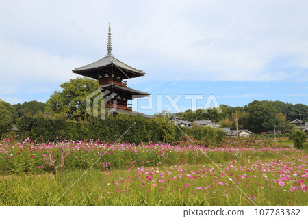 法吉祥寺的三層寶塔（國寶）和大波斯菊田【奈良縣斑鳩町】 107783382
