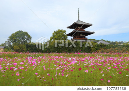 法吉祥寺的三層寶塔（國寶）和大波斯菊田【奈良縣斑鳩町】 107783386