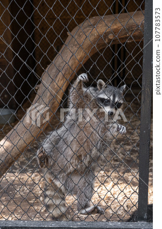 A funny raccoon climbs around a cage in a zoo, attracting people and causing confusion. 107783573