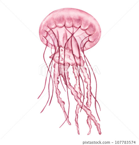 Transparent pink jellyfish, medusa. Deep sea toxic animal. Cartoon sketch aquarium decor. Hand-drawn watercolor illustration isolated on white background 107783574