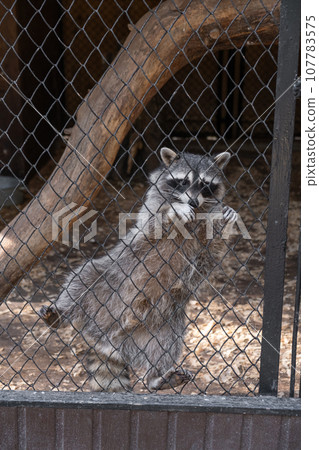 A funny raccoon climbs around a cage in a zoo, attracting people and causing confusion. 107783575