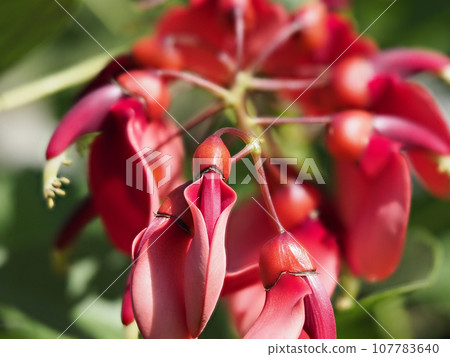 Deigo明亮的紅色美國花 Deigo明亮的紅色美國花 107783640