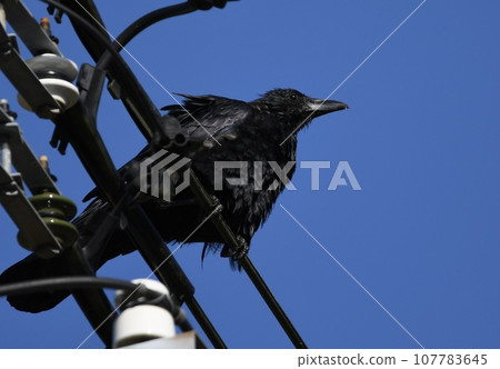 烏鴉棲息在電線上 107783645