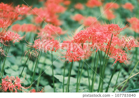 彼岸花材料 107783840