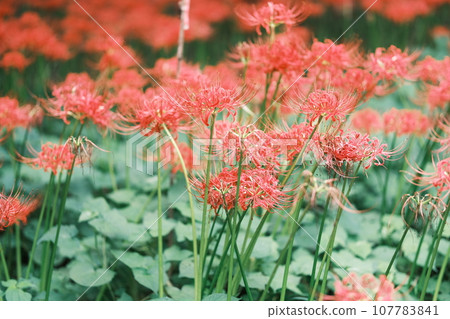 Higanbana material 107783841