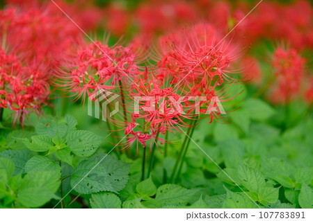 Higanbana material Higanbana material 107783891