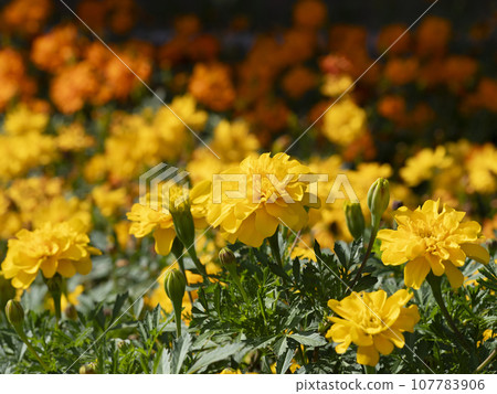 亮黃色萬壽菊 亮黃色萬壽菊 107783906