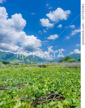 山梨甲州市_蔚藍的天空與廣闊的葡萄園風光 山梨甲州市_蔚藍的天空與廣闊的葡萄園風光 107783961