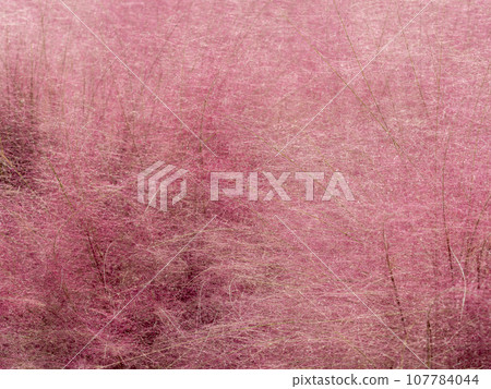 亮粉紅穆倫伯格亞毛細藻 107784044