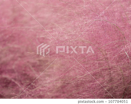 bright pink muhlenbergia capillaris bright pink muhlenbergia capillaris 107784051