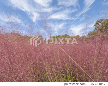 亮粉紅穆倫伯格亞毛細藻 107784057