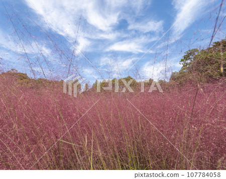 亮粉紅穆倫伯格亞毛細藻 107784058