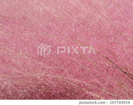 亮粉紅穆倫伯格亞毛細藻 107784059