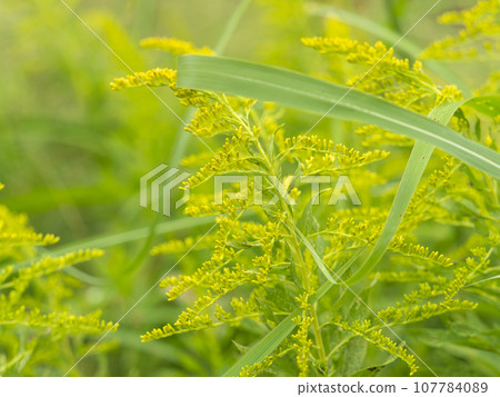 生長在田野和山上的一枝黃花 107784089