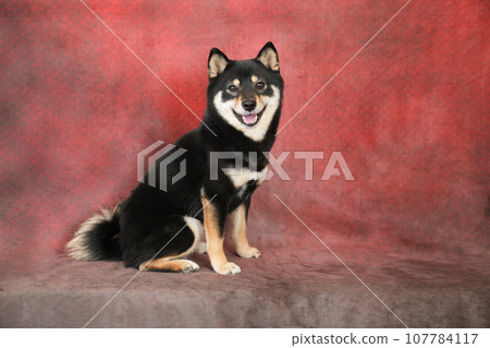 Shieri Mameshiba 具有紅色斑點背景和微笑的臉 107784117