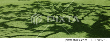 Landscape with tree shadows 107784239
